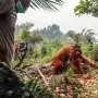 Dozens of orangutans saved from Indonesia blazes as region grapples with haze
