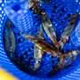 How a cold pulse in the Northwest Atlantic reshaped East Coast fisheries