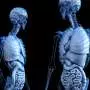 What evolved first—our brain or gut?