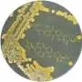 Newly characterized Streptomyces strain yields previously unknown natural products