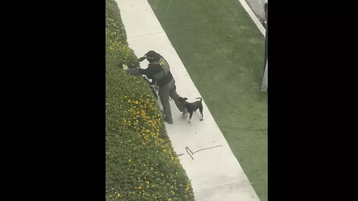 Dog walker threatened with gun during ICE arrest in North Hollywood
