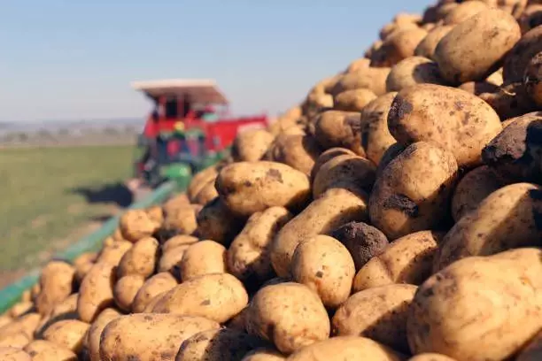 Azerbaijan’s potato exports rise 9% to 77,408 tonnes in January–September 2026