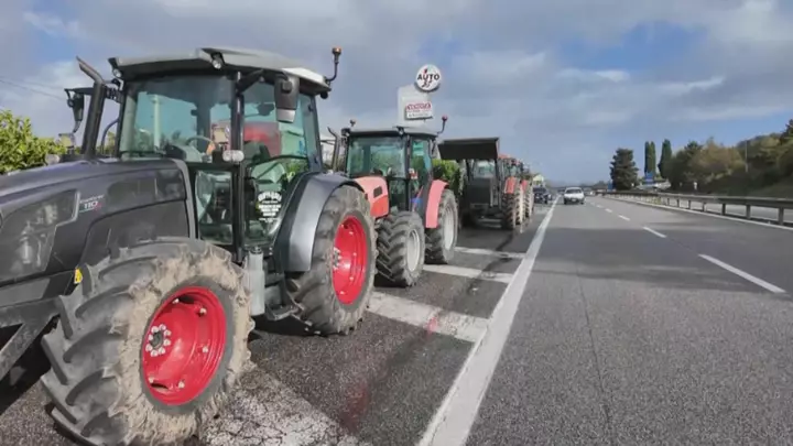 Italy's trucker protests halt buffalo mozzarella production, cost producers €3m