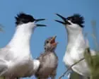 Seabird numbers bounce back in Solent region after 2022 avian flu wipeout