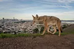 Pictured: Winning entries for Wildlife Photographer of the Year 2026