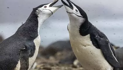 One of the World’s Largest Chinstrap Penguin Colonies Is Shrinking Fast