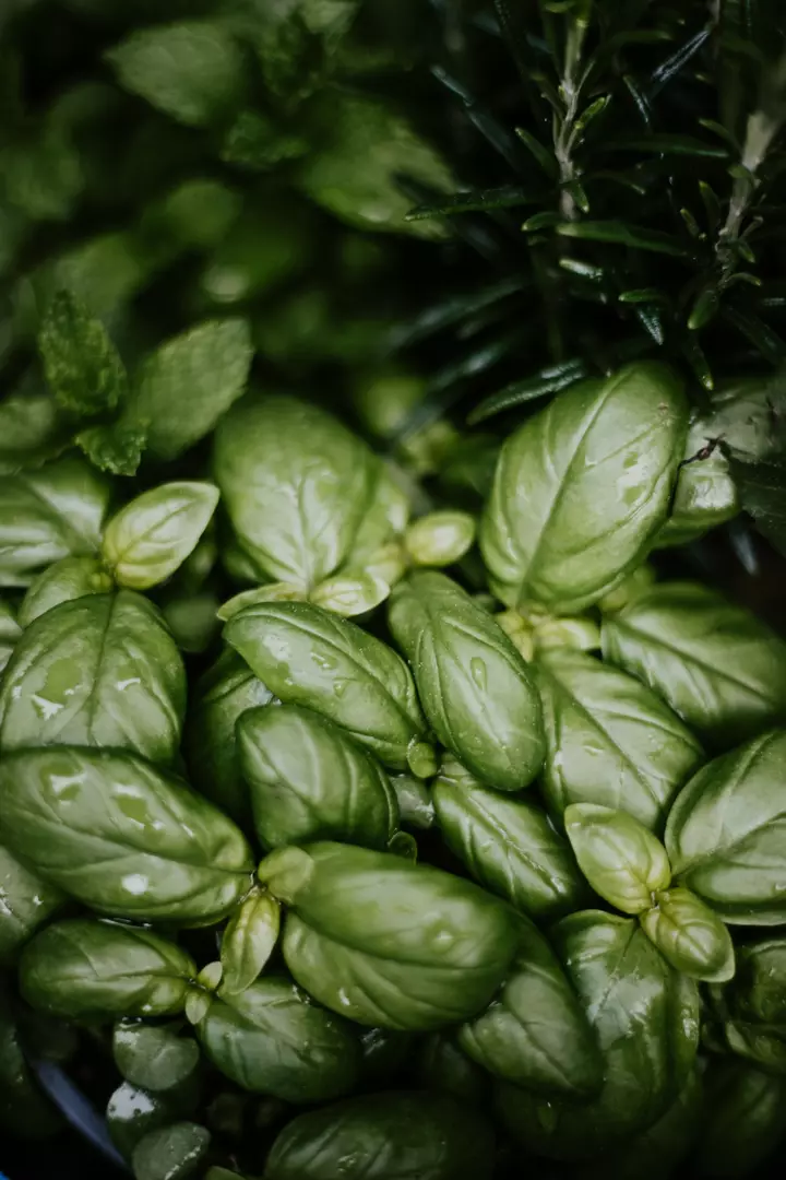 7 Health Benefits of Basil, From Antioxidants to Stress Relief