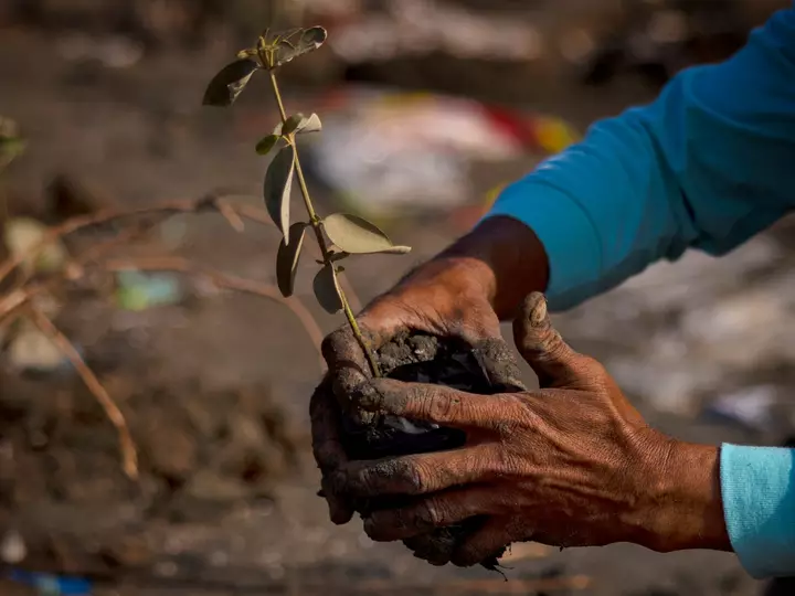 Restoring nature is key to a more resilient future