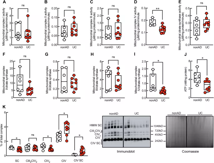 Mitochondrial complex IV disruption is a detrimental pathology conferring ssusceptibility to alzheimer’s disease