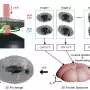 High-speed microscopy captures 3D images of living cells nearly 400 times faster