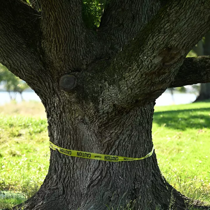 Judge Prohibits Further Tree Cutting at East Potomac Golf Course for Two Weeks