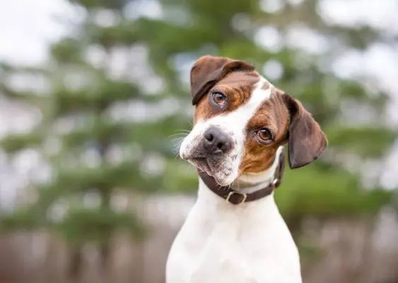 Even Dogs Seem to Experience the Mysterious Bouba/Kiki Effect