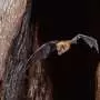 Zoologist's study of wild Panamanian bats highlights use of metrics to inform bat conservation