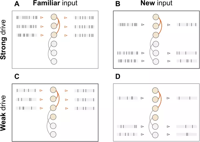Ensemble synchrony reliably disentangles input drive and familiarity