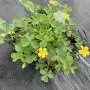 Researchers find that some weeds get supercharged by an indirect hit of herbicide