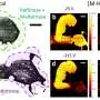 Researchers unlock new way to map molecular structure on surfaces