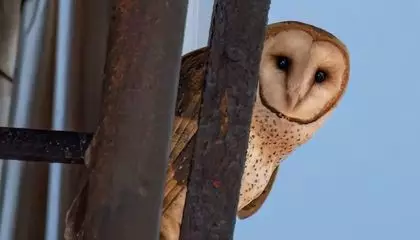 A Family of Barn Owls Has Moved Into New York City's Upper West Side, Perhaps the First to Nest in Manhattan in Modern History