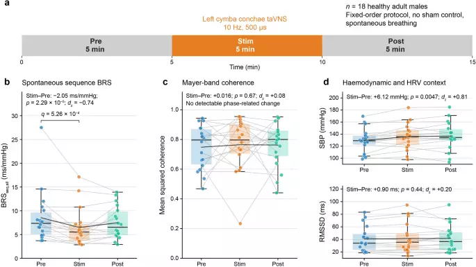 Acute transcutaneous auricular vagus nerve stimulation is associated with lower baroreflex sensitivity without detectable Mayer-wave coherence change: an exploratory study