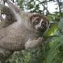 Venomous primate thought lost to science for nearly a century turns up in gardens and on roads across Indonesia