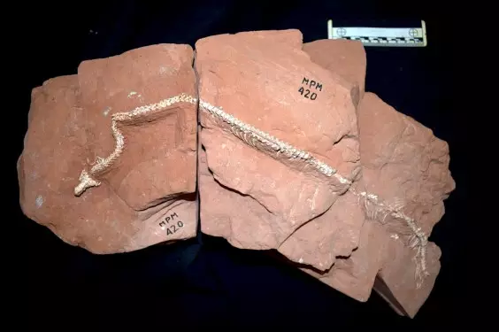 A New Fossil Hints at the Surprising Origins of Snakes