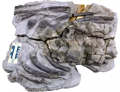 New species of sperm whale identified from fossils found in Gunma