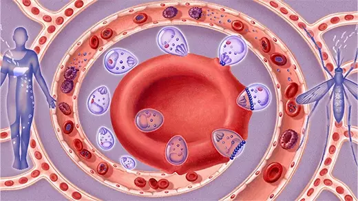Malaria Parasite Caught in the Act of Breaking and Entering