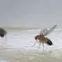 Two brain circuits coordinate fruit flies' wing and leg movements to threaten rivals