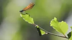 Two damselfly species return to restored woodland