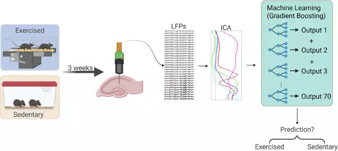 Chronic exercise induces a pathway-dependent electrophysiological signature in the mouse hippocampus