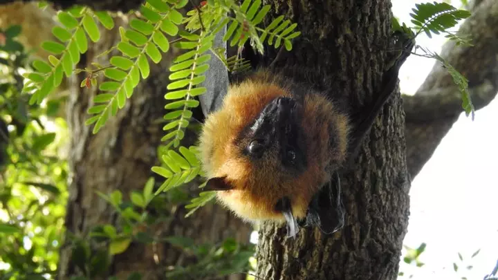 Some of the world’s biggest bats are getting smaller