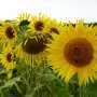Scientists develop new system to boost prime editing in dicot plants
