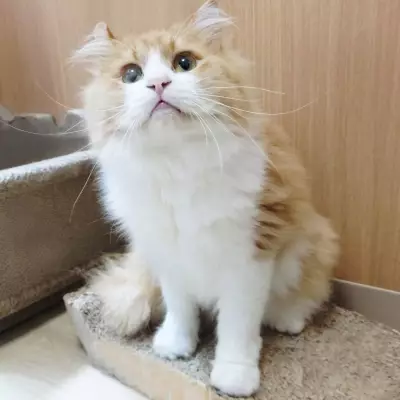Castella searching for a home, sweet home