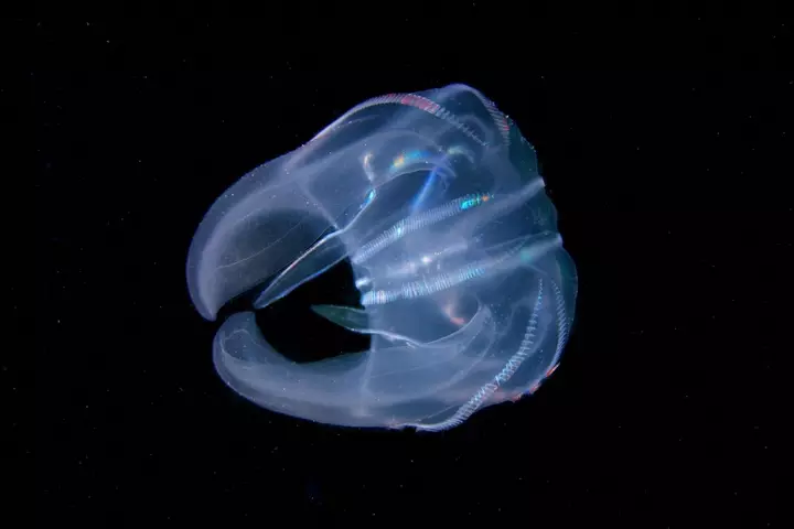 The 12 strangest science stories we can’t stop thinking about