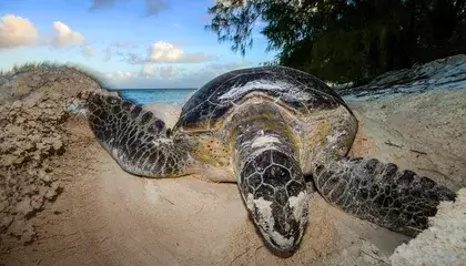 Green Sea Turtles Are Making a Remarkable Comeback on the Remote Aldabra Atoll and Around the World. But Their Recovery Is Far From Complete
