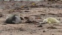Seal pups spotted at nature reserve for 12th year