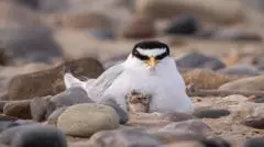 Little tern colony has worst breeding season