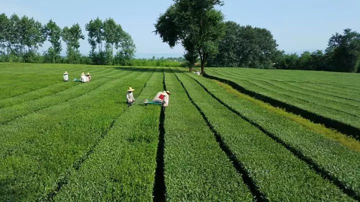 Iran's dry tea production grows 23% to 26,500 tons