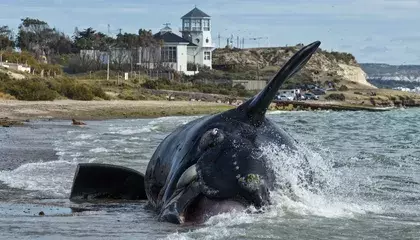 Hundreds of Baby Whales Have Died in Argentina This Year—and Scientists Are Scrambling to Understand Why