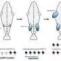 Ancient Hox code reveals the developmental roots of vertebrate hind fins and limbs
