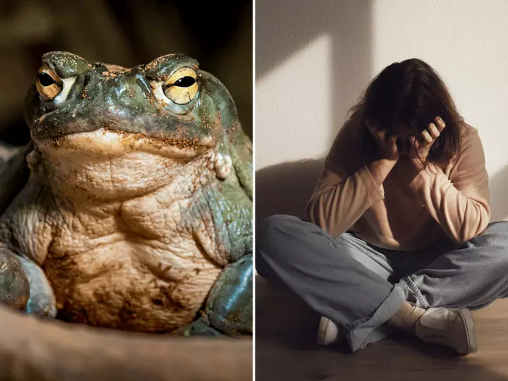 Can a Psychedelic From Toad Venom Help When Antidepressants Fail?‌