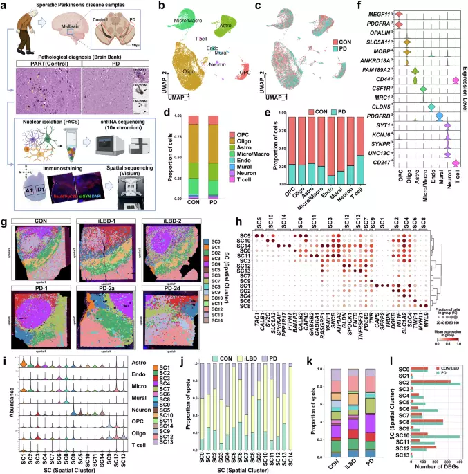 Spatiotemporally resolved single-nucleus transcriptomics reveals cellular and regional vulnerability in the midbrain in Parkinson’s disease