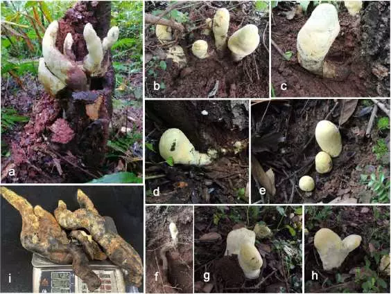After Dinosaurs Died, a Massive Fungus Inherited the Forests