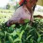 Women farmers need better financing to benefit from AI