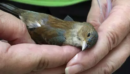 More Than 1,000 Birds Were Killed or Injured in Window Collisions Around Chicago Over the Weekend