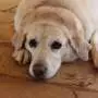 Can extra weight weigh on your dog's brain?