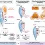 Spatial mapping reveals how human urogenital organs codevelop during organogenesis