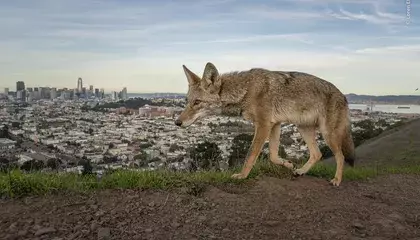 See the Stunning Winners of the Wildlife Photographer of the Year Contest, Capturing the Splendor and Drama of Nature