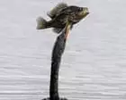 Week in wildlife: a fishing anhinga, a northern nutcracker and cuddling seals
