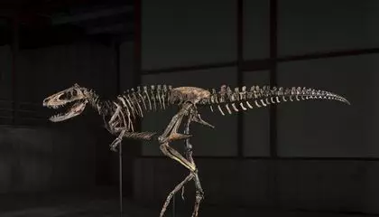 A Rare Nanotyrannus Skeleton Sells for $47.3 Million, Becoming the Second Most Valuable Dinosaur Ever Auctioned