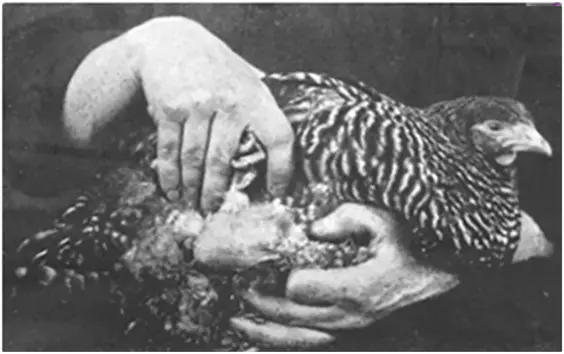 How a Sick Chicken Revolutionized Cancer Research